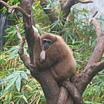 Gibbon