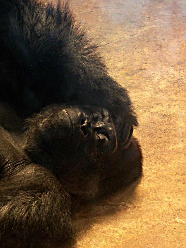 Gorilla at Henry Doorly Zoo